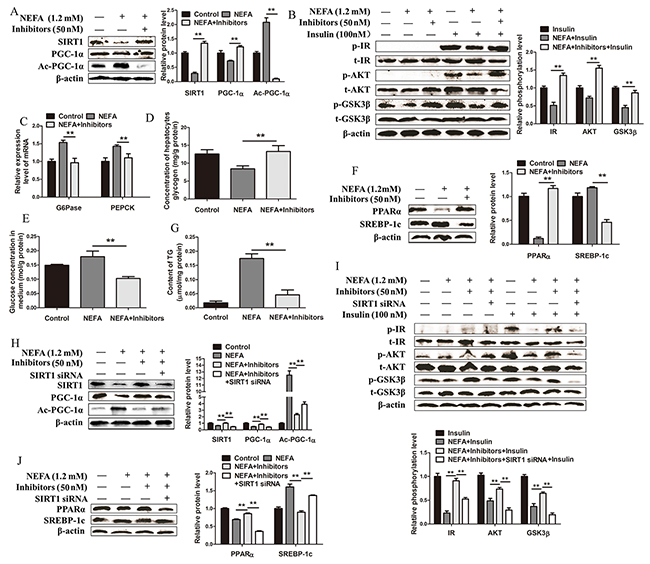 Inhibition of miR-181a alleviates high NEFA concentration-induced metabolic disorder by enhancing SIRT1 expression and activity in hepatocytes.