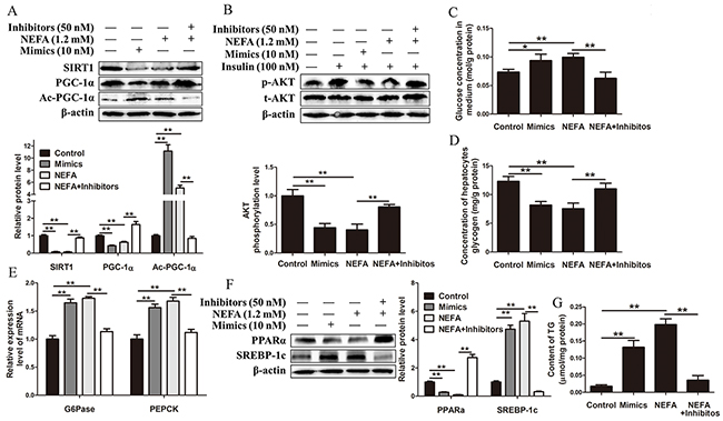 MiR-181a overexpression impairs and miR-181a inhibition improves glucose and lipid homeostasis in HepG2 cells.