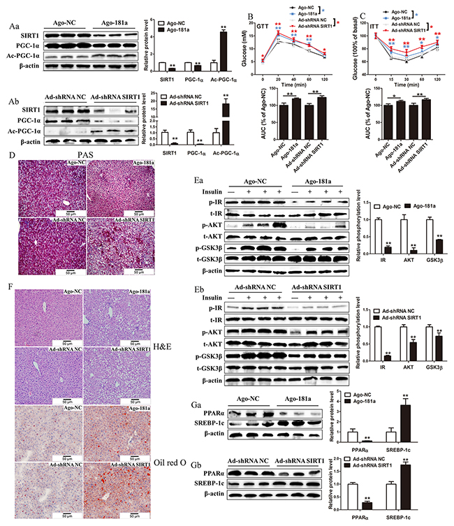 MiR-181a overexpression or SIRT1 knockdown impairs glucose and lipid metabolism in vivo.