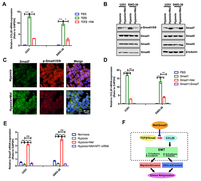 Melatonin regulated CCL20 transcriptional level through Smad7.