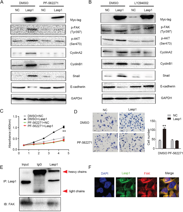 Lasp1 enhanced cyclin and EMT proteins via activating FAK-AKT pathway.