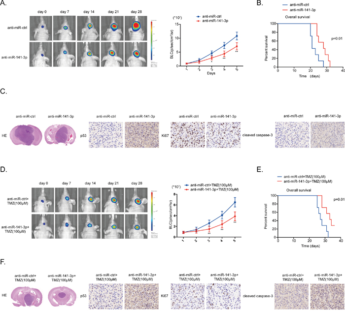 MiR-141-3p knockdown suppresses tumor proliferation and sensitizes TMZ resistant in vivo.