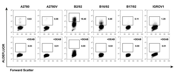 Screening of various ovarian cancer cell lines for ALDH