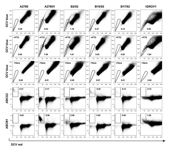 Screening of various ovarian cancer cell lines for SP subsets.