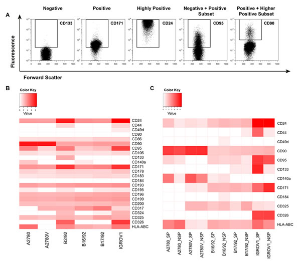 In-depth phenotypic characterization of ovarian cancer cell lines and purified SP/NSP fractions.