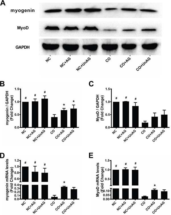 AG/UnAG improves pro-myogenesis transcription factors in co-cultured myotubes.
