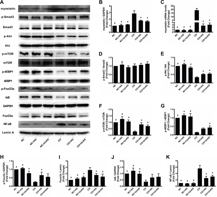 AG/UnAG decreased proteolytic markers and increased protein synthesis markers in co-cultured myotubes.