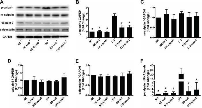 AG/UnAG attenuates calpain system activity in co-cultured myotubes.