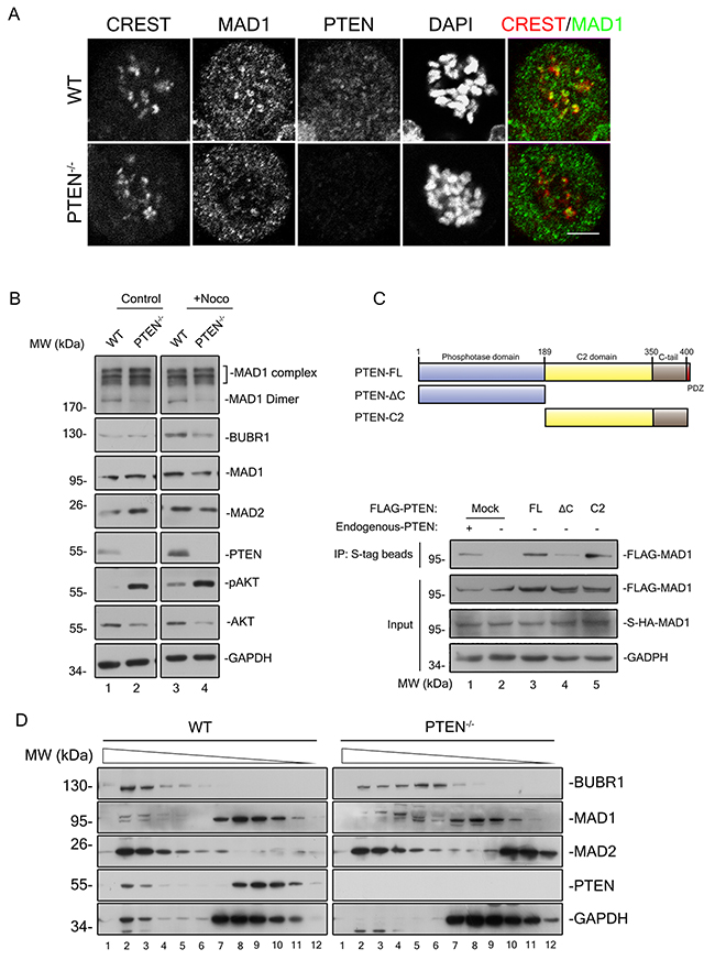 PTEN promotes MAD1 dimerization and MCC assembly in interphase.