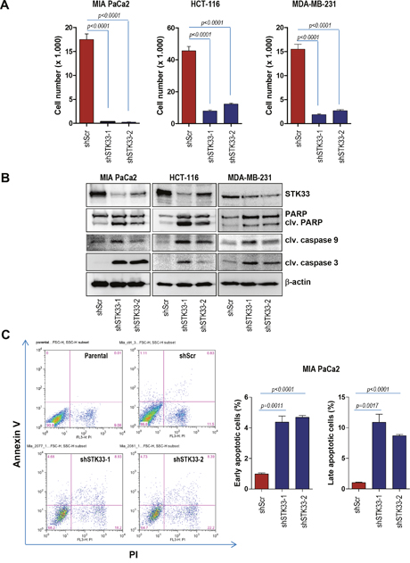 STK33 abrogation is associated with impaired proliferation and augmented apoptosis in tumor cells.