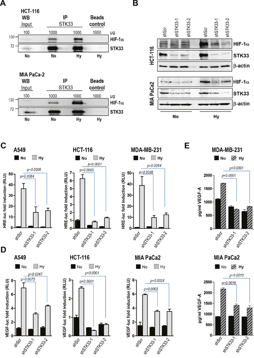 STK33 regulates hypoxia-induced HIF-1&#x03B1; accumulation and VEGF-A secretion.