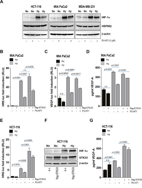 Ectopic STK33 rescues HIF-1&#x03B1; stabilization and VEGF secretion after HSP90 inhibition.