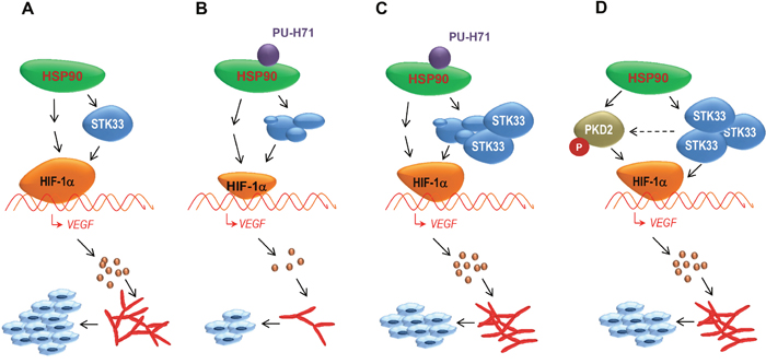 STK33 contributes to tumor growth and angiogenesis orchestrated by HSP90 chaperone by regulating HIF-1&#x03B1; / VEGF signaling pathway.