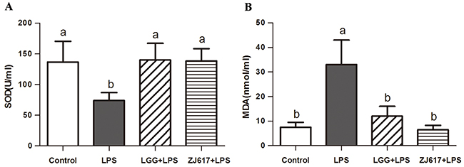 Effect of Lactobacillus rhamnosus GG (LGG) and Lactobacillus reuteri ZJ617 (ZJ617) on LPS-induced oxidative damage.