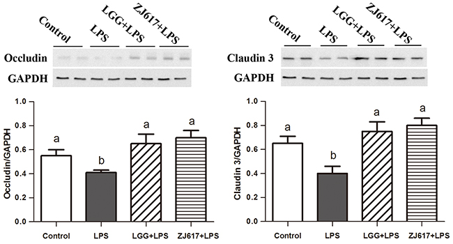 Effect of Lactobacillus rhamnosus GG (LGG) and Lactobacillus reuteri ZJ617 (ZJ617) on intestinal tight junctions in mice challenged with LPS.