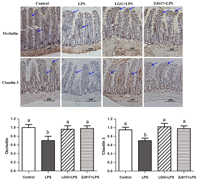 Effect of Lactobacillus rhamnosus GG (LGG) and Lactobacillus reuteri ZJ617 (ZJ617) on intestinal tight junctions in mice challenged with LPS.