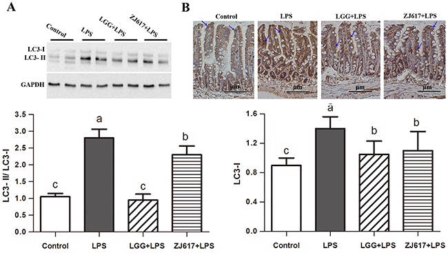 Effect of Lactobacillus rhamnosus GG (LGG) and Lactobacillus reuteri ZJ617 (ZJ617) on intestinal autophagy in mice challenged with LPS.