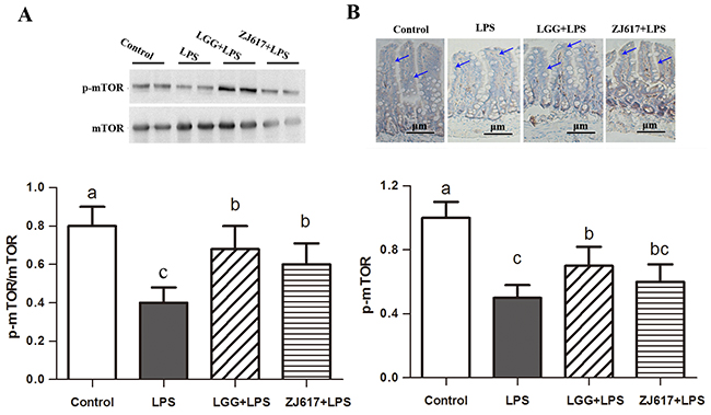 Effect of Lactobacillus rhamnosus GG (LGG) and Lactobacillus reuteri ZJ617 (ZJ617) on intestinal autophagy in mice challenged with LPS.