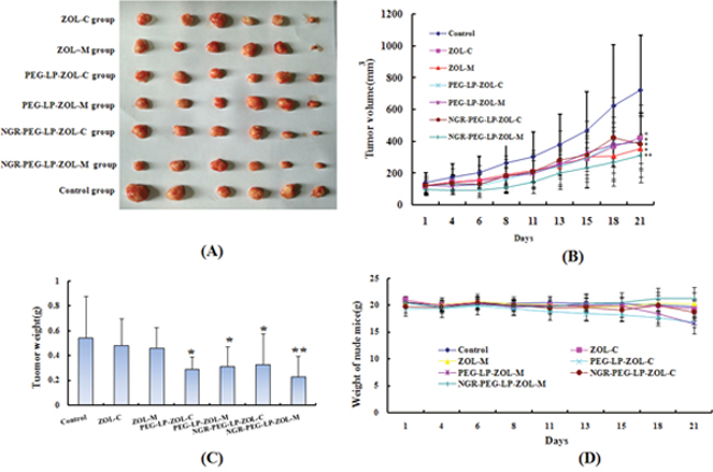 Effect on anti-tumor activity in vivo.