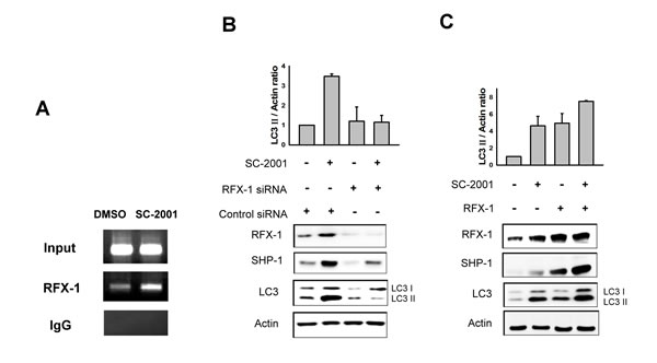 RFX-1 expression is related to LC3II protein level.