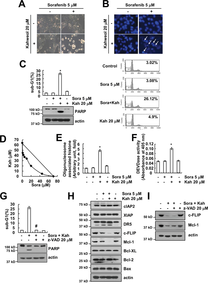 Combined treatment with sorafenib and kahweol induces apoptosis in human renal carcinoma Caki cells.