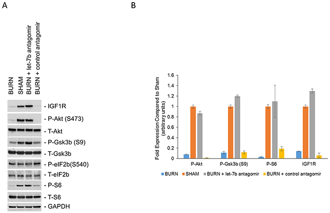 Impaired PI3K/Akt signaling in burn rats induced by high expression of let-7b.