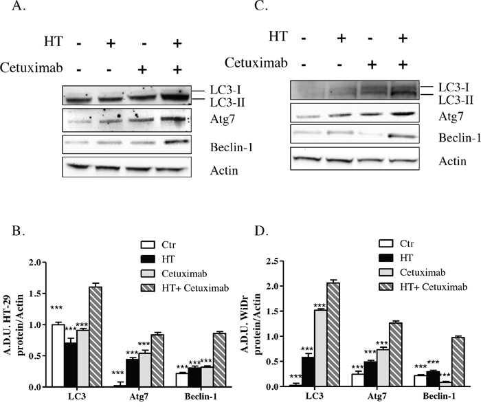 HT and cetuximab combination induces autophagy in colorectal carcinoma cells.