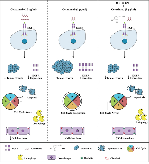 Effects of HT-Cetuximab combination on tumor and normal epithelial cells.