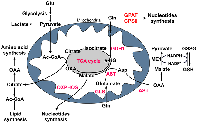 Glutamine metabolism in PDAC cells.