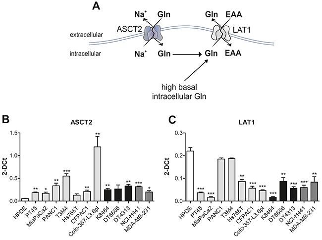 PDAC cells utilize the ASCT2 antiport to regulate glutamine uptake.