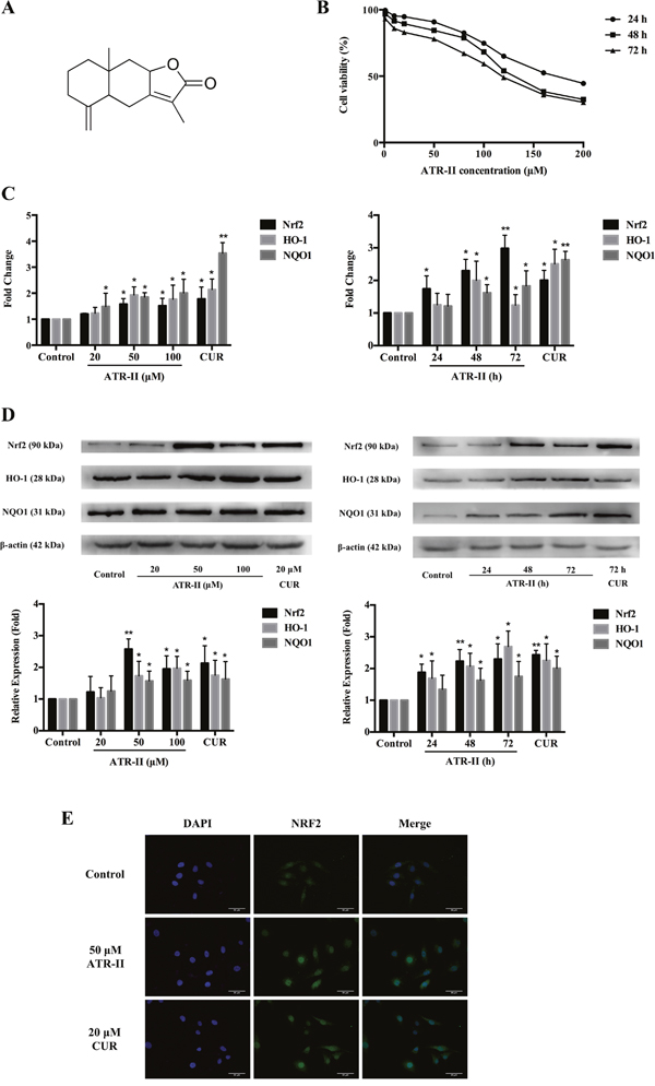 Effects of ATR-II on Nrf2 expression and nuclear accumulation in MCF 10A cells.