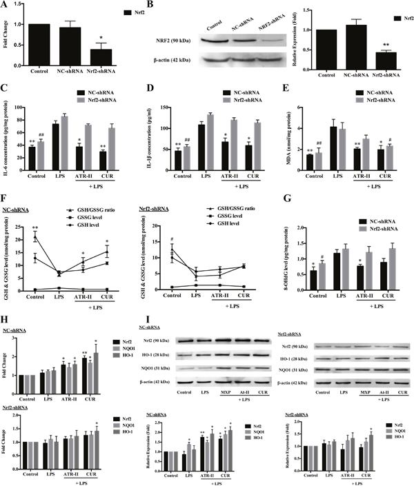 Protective effects of ATR-II on LPS-induced inflammation and oxidative stress in MCF 10A cells.
