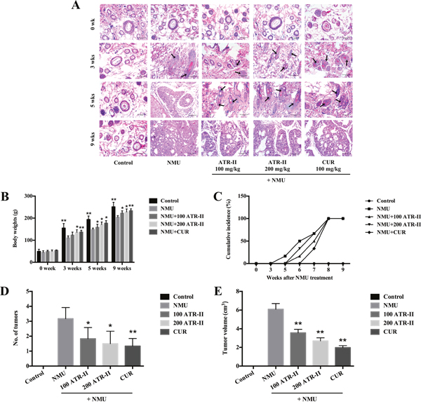 Chemopreventive effects of ATR-II on NMU-induced tumor progression in SD rats.
