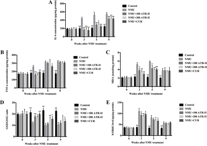 Effects of ATR-II on inflammation and oxidative stress in NMU-induced rats.