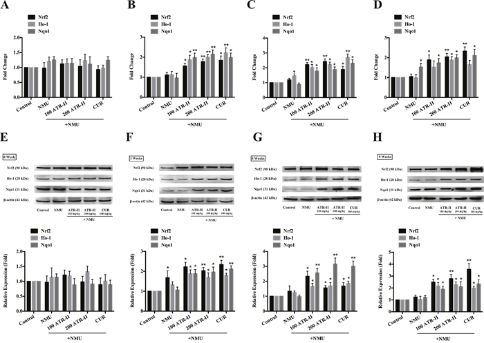 Effects of ATR-II on Nrf2, Ho-1 and Nqo1 in NMU-induced rats.