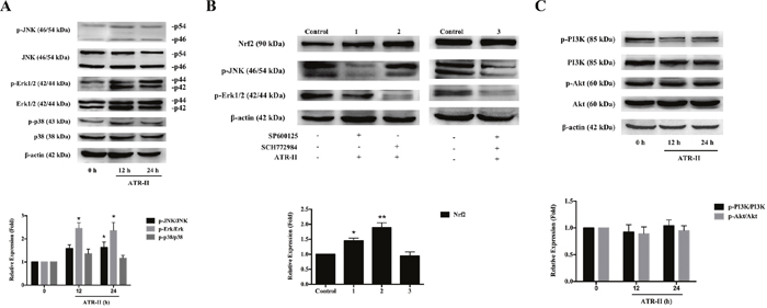 Effects of ATR-II on the phosphorylation of JNK/ERK/p38 MAPK and PI3K/Akt signaling pathways.