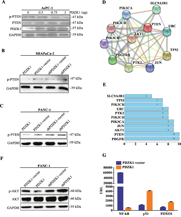 PDZK1 inhibits pancreatic cancer malignant phenotype in vitro by PTEN dephosphorylation.