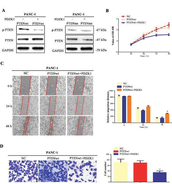 PDZK1 regulates PTEN phosphorylation via interacting with wild-type PTEN.