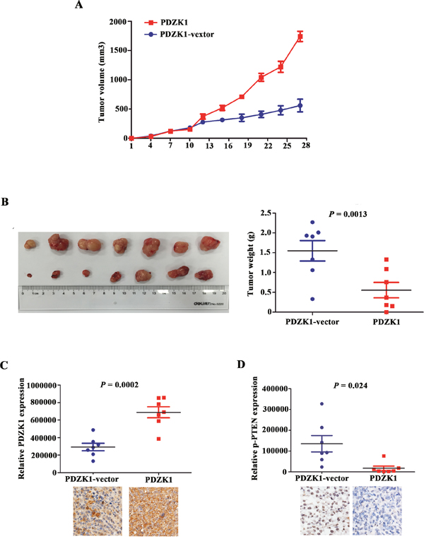 PDZK1 inhibits pancreatic cancer growth in vivo by dephosphorylating PTEN.