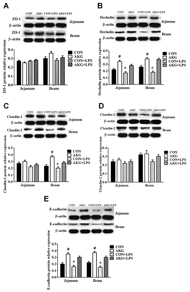 Effects of AKG administration on the expression of tight-junction proteins in jejunum and ileum of early-weaning piglets using the Western blot technique.