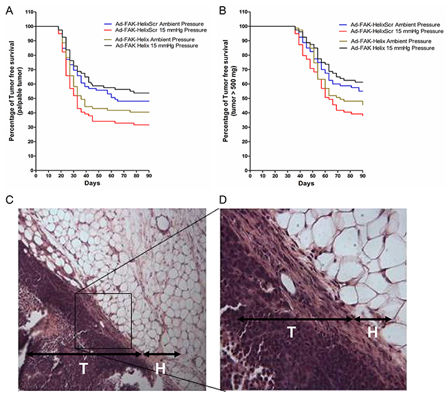 Effects of transient expression of a FAK-derived peptide on subsequent tumor development in a model of surgical wound occurrence.