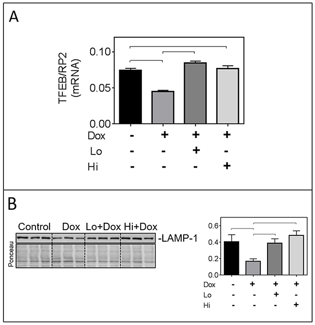 FGF-2 isoforms prevent the Dox-induced downregulation of transcription factor EB (TFEB) and lysosomal associated membrane protein-1 (LAMP-1).