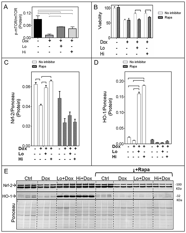 The mTOR pathway mediates the FGF-2 induced effects on Nrf-2 and HO-1.
