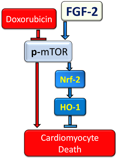 The proposed mechanism of cardioprotection against Doxorubicin by FGF-2 isoforms.