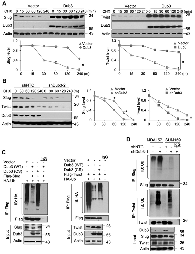 Dub3 de-ubiquitinates Slug and Twist.