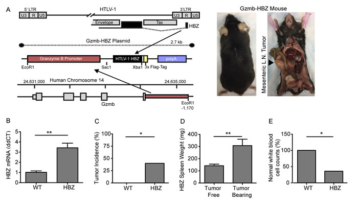 Granzyme B HBZ mice develop lymphoproliferative disease.