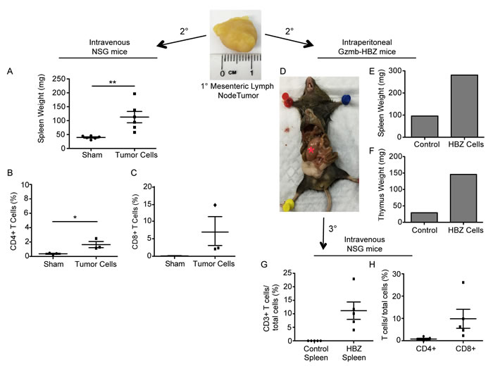 T cells from Gzmb-HBZ mice are transplantable.