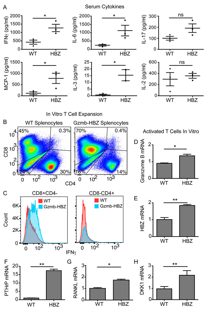 Gzmb-HBZ mice have systemic inflammation and increased T-cell derived bone-acting factors.