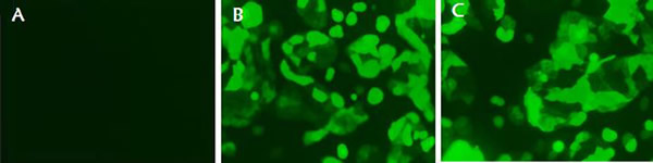 Observation of green fluorescence in PK15 cells transfected with IFITM3 expression vectors.