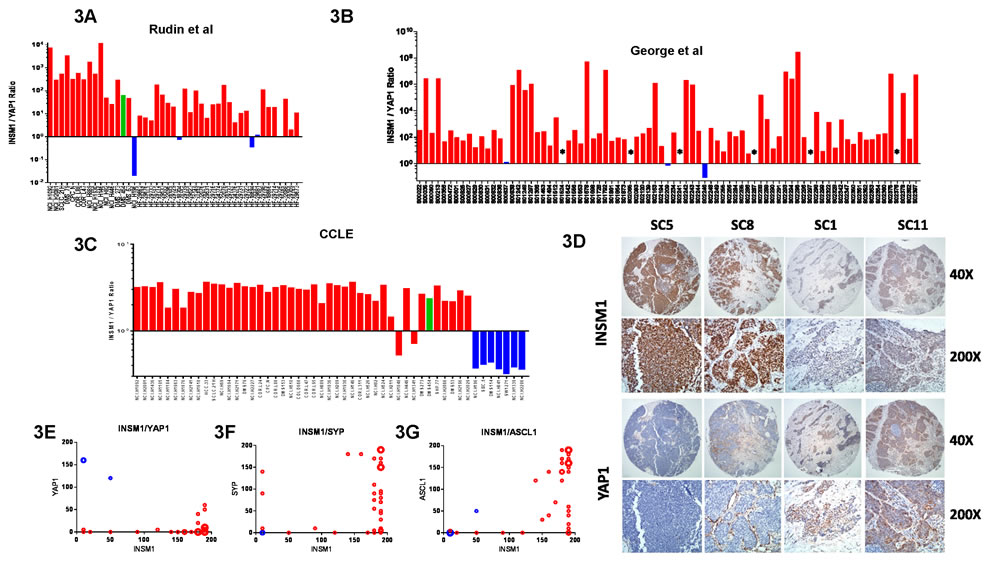 Identification of subgroups in SCLC tumors.